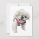 Suche nach hund kleine grußkarten Danke