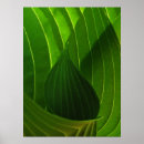 Suche nach hosta poster Pflanze