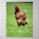 Suche nach henne poster Vieh