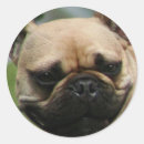 Suche nach französische bulldogge aufkleber Frenchie