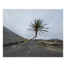 Suche nach lanzarote poster Natur