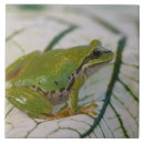 Suche nach reptil fliesen Grün