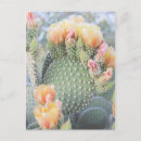 Suche nach rosa blüten postkarten Fotografie