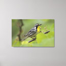 Suche nach singvögel leinwandbilder Natur