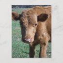 Suche nach niedliches kalb poster Landwirtschaft
