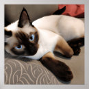 Suche nach katzenbilder poster Katzenposter