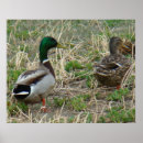 Suche nach stockenten poster Anas platyrhynchos