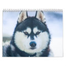 Suche nach husky kalender Huskies