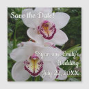 Suche nach weiße orchideen blume Natur