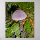 Suche nach lila pilz poster Wald