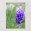 Suche nach lavendel postkarten Natur