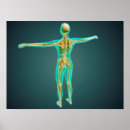Suche nach plexus poster Physiologie