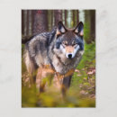 Suche nach graue wölfe postkarten Schön