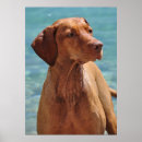 Suche nach vizsla poster Pet