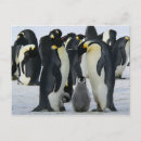 Suche nach baby pinguin postkarten Vögel