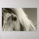 Suche nach haflinger poster Pony