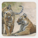 Suche nach bengalischer tiger aufkleber Rajasthan