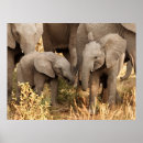 Suche nach niedliche elefanten poster Elefantenkalb