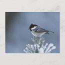 Suche nach weihnachtsvogel karten Schnee