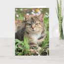 Suche nach katzen karten Fotografie