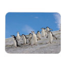 Suche nach penguin magnete Vogelvogel