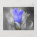 Suche nach blume schwarz weiß postkarten Blau