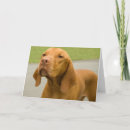 Suche nach vizsla karten Niedlich