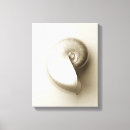 Suche nach nautilus seashell poster Tier