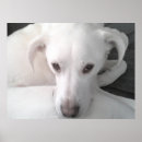 Suche nach labrador retriever poster Niedlich