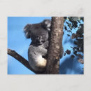 Suche nach koala bären postkarten Koalas