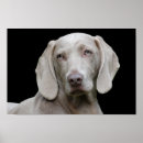 Suche nach weimaraner poster Hund