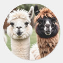 Suche nach zwei lamas Niedlich