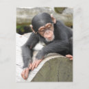 Suche nach chimp postkarten Primat