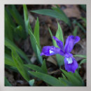 Suche nach blume foto poster Botanisch