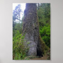Suche nach fichte poster Wald