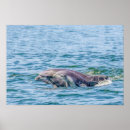 Suche nach delfine poster Meerestiere