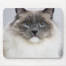 Suche nach ragdoll katze mousepads Natur