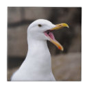 Suche nach lustige bilder fliesen Wild lebende tiere