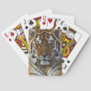 Suche nach der tigris Tier