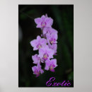 Suche nach orchideen dekoration poster Exotisch