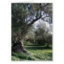 Suche nach olivenbaum karten Mediterran