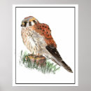 Suche nach falken poster Tierwelt