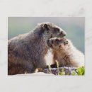 Suche nach murmeltiere postkarten Wildtiere