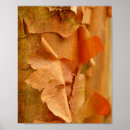 Suche nach acer poster Baum