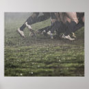 Suche nach missgeschick poster Eroberung des missgeschicks