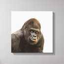 Suche nach gorilla leinwandbilder Dschungel