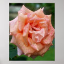Suche nach gesprenkelt poster Blume