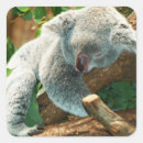 Suche nach koala bear aufkleber Niedliche tiere