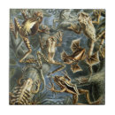 Suche nach die reptilien fliesen Amphibien