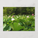 Suche nach lotus blume postkarten Rosa
